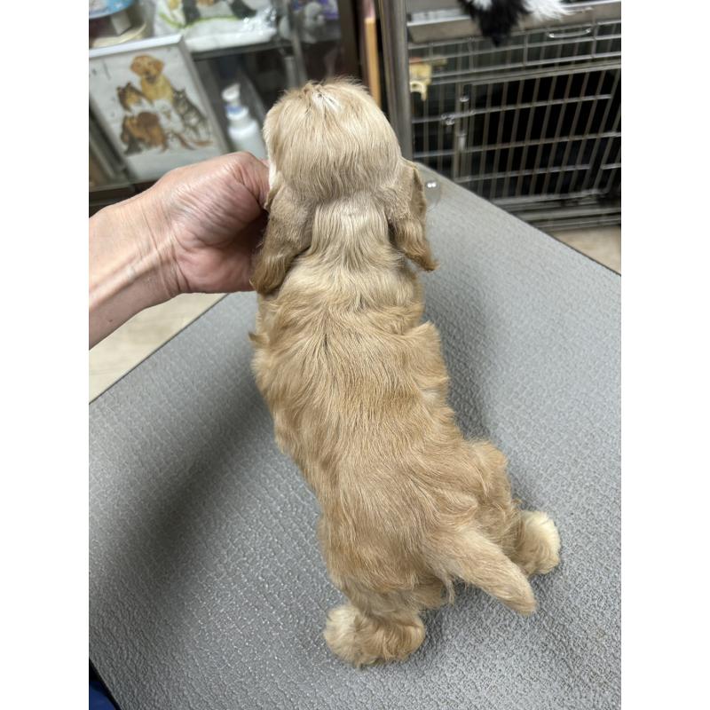 販売中の鹿児島県のアメリカンコッカースパニエル-421409の2枚目