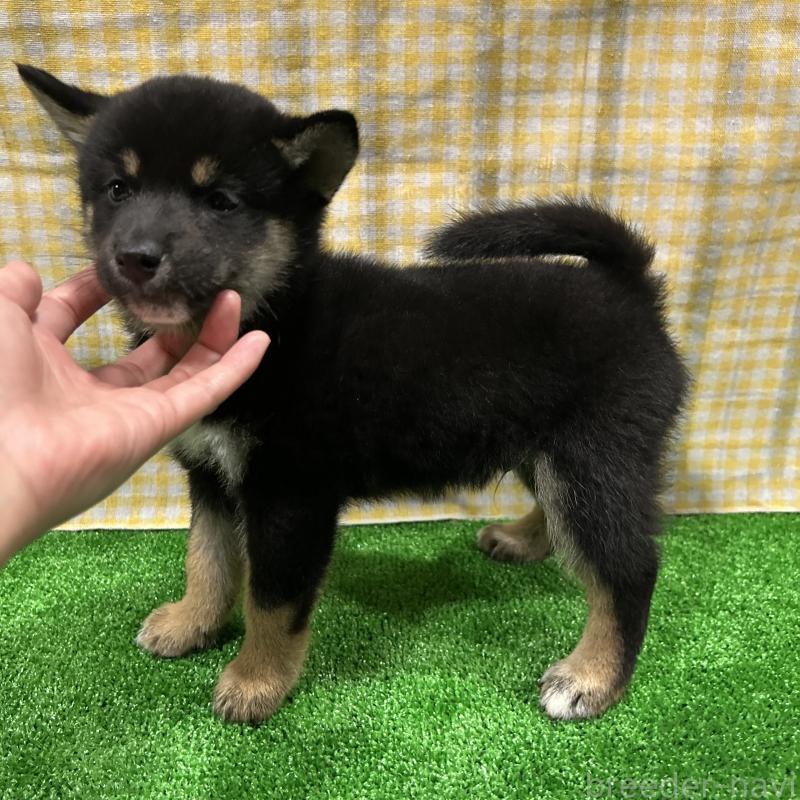 成約済の栃木県の柴犬-419748の10枚目