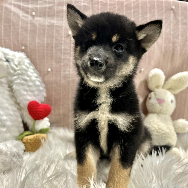 成約済の栃木県の柴犬-419748の9枚目