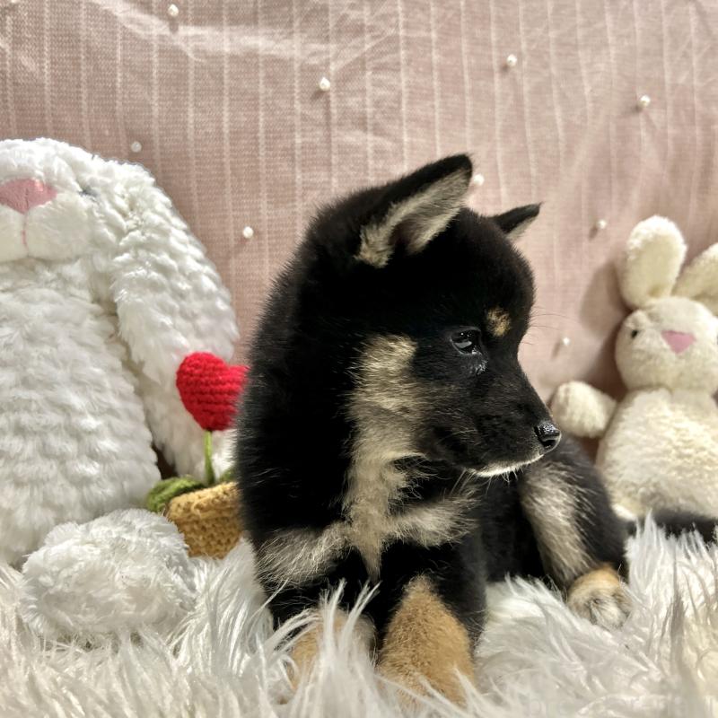 成約済の栃木県の柴犬-419748の8枚目