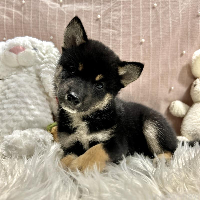 成約済の栃木県の柴犬-419748の7枚目