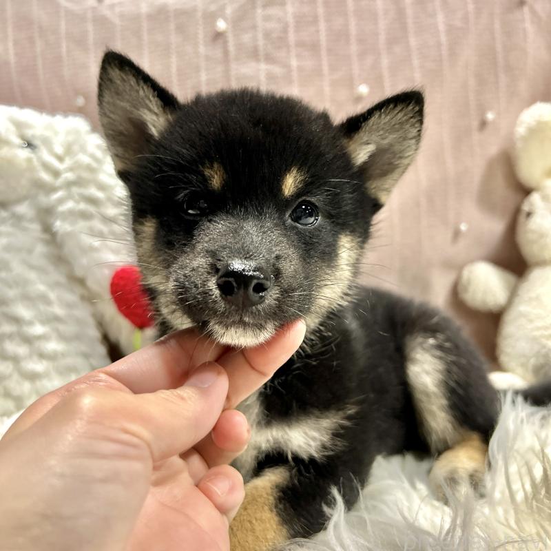 成約済の栃木県の柴犬-419748の6枚目