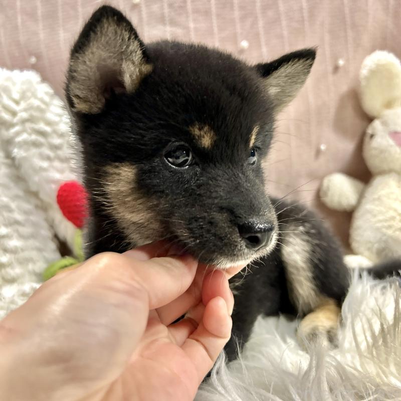 成約済の栃木県の柴犬-419748の5枚目