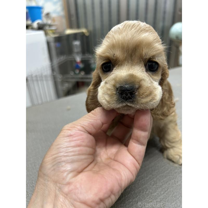 販売中の鹿児島県のアメリカンコッカースパニエル-421411の1枚目