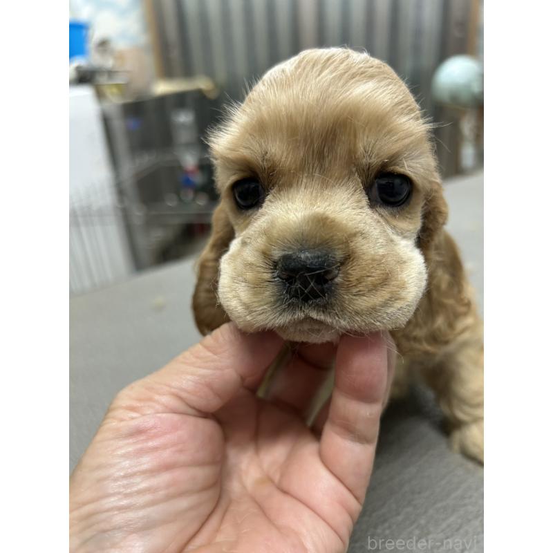 販売中の鹿児島県のアメリカンコッカースパニエル-421411の5枚目