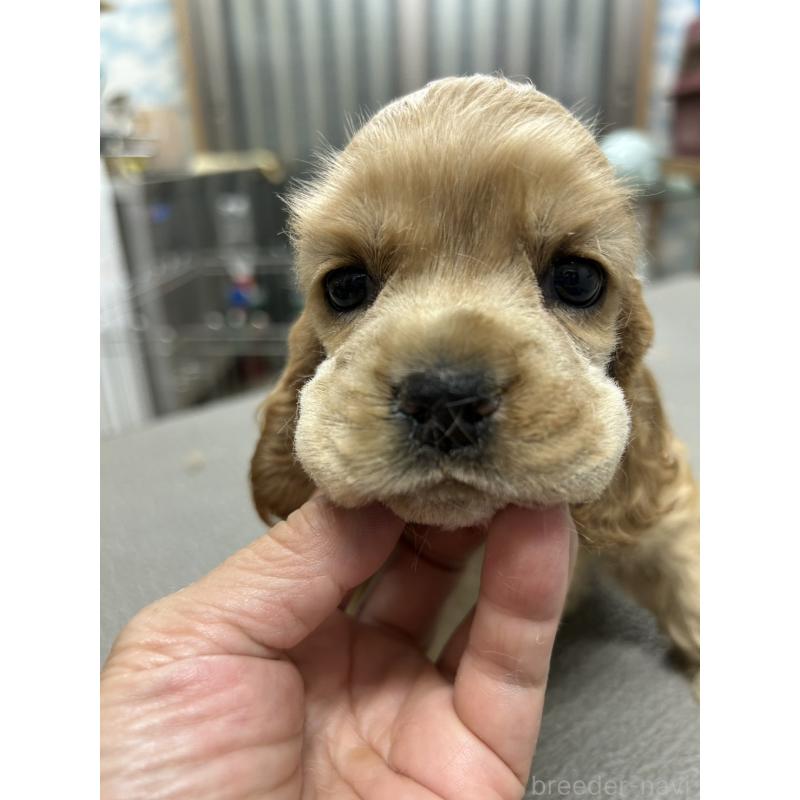 販売中の鹿児島県のアメリカンコッカースパニエル-421411の4枚目