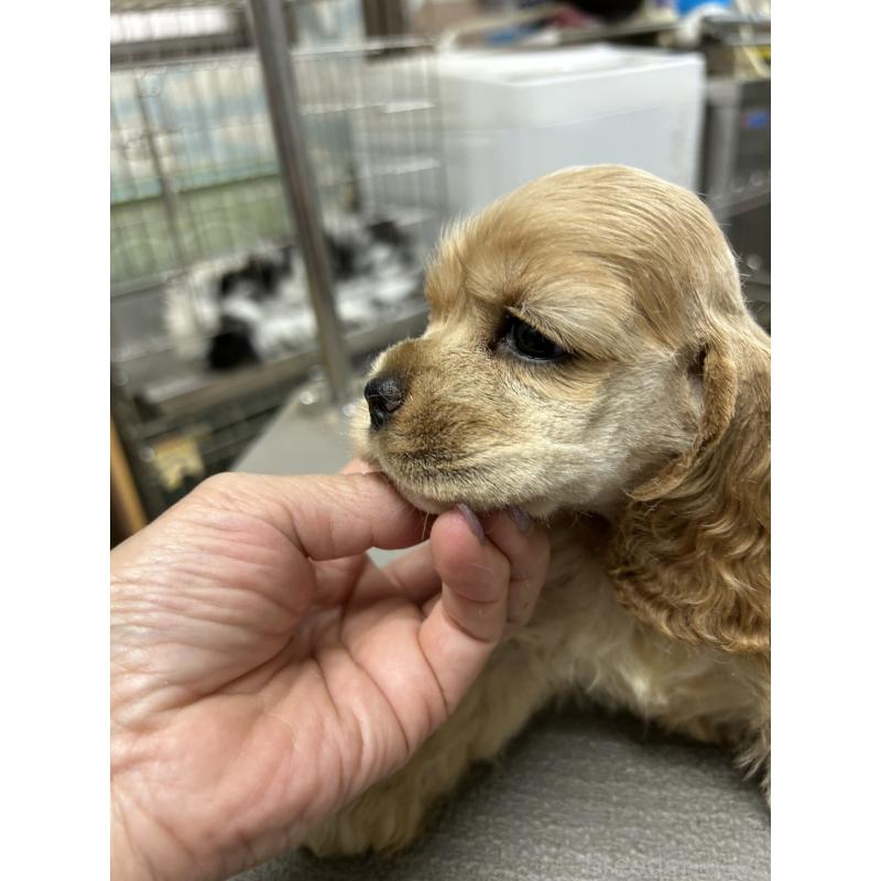 販売中の鹿児島県のアメリカンコッカースパニエル-421411の3枚目