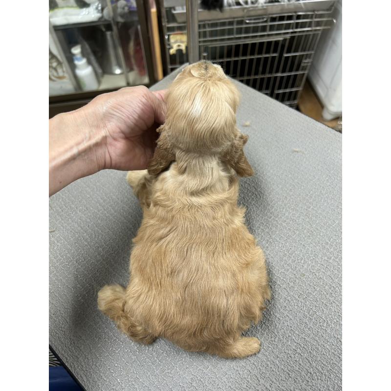 販売中の鹿児島県のアメリカンコッカースパニエル-421411の2枚目