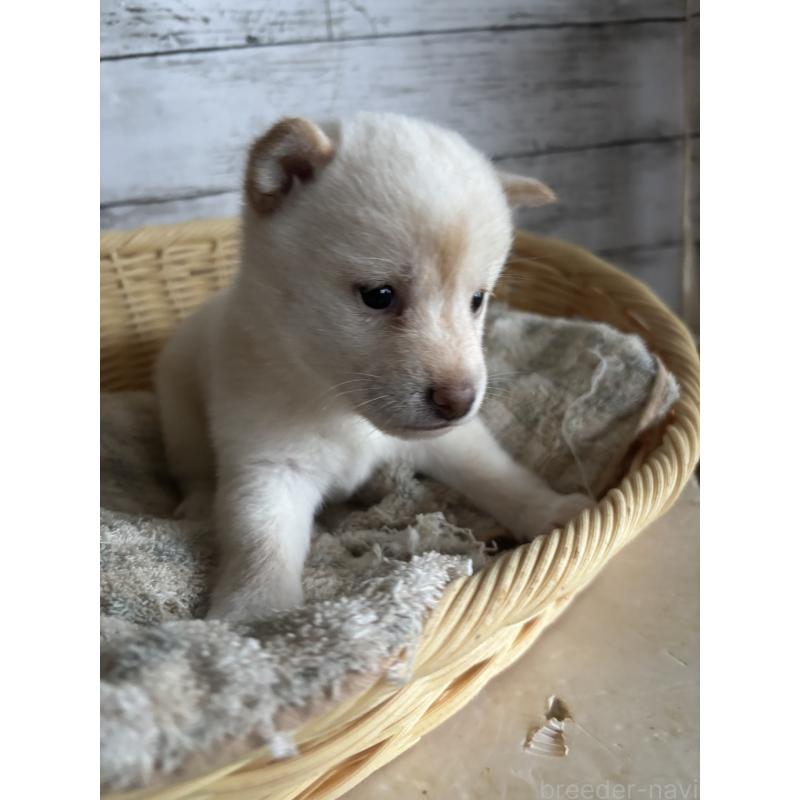 成約済の静岡県の豆柴-419660の7枚目