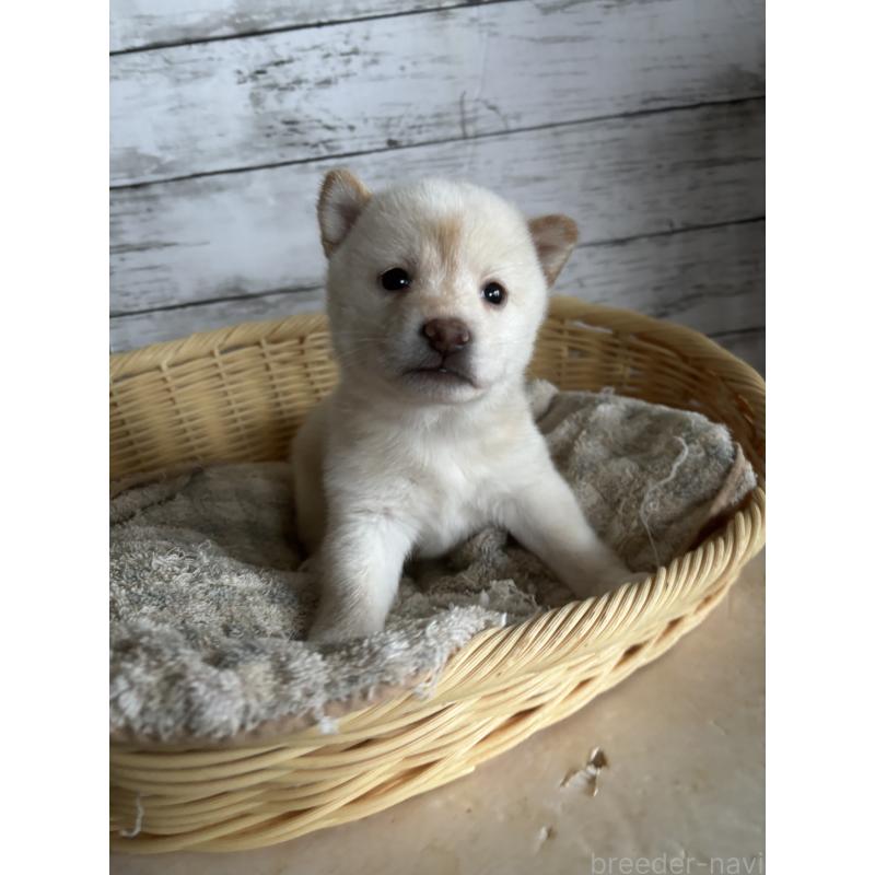 成約済の静岡県の豆柴-419660の6枚目