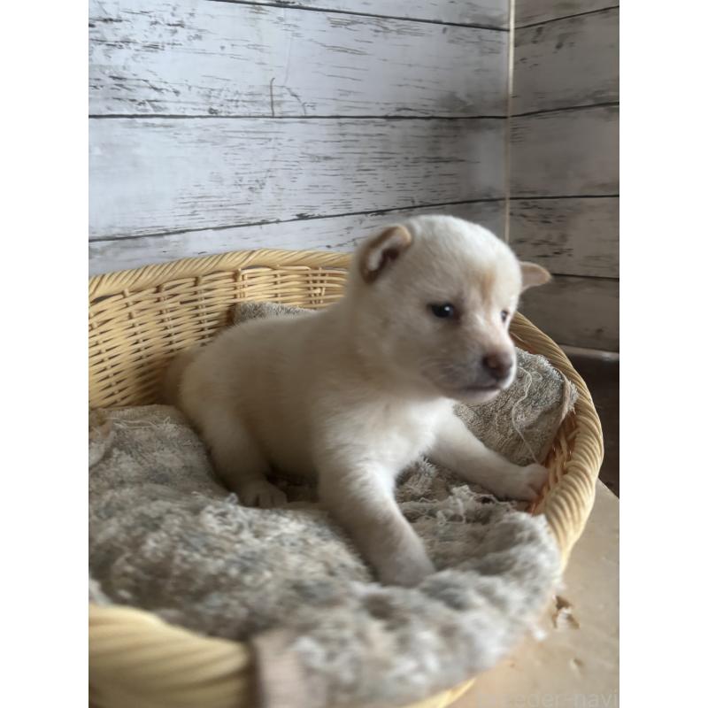 成約済の静岡県の豆柴-419660の5枚目