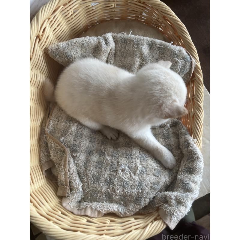 成約済の静岡県の豆柴-419660の4枚目