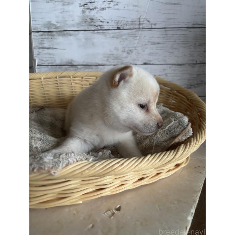 成約済の静岡県の豆柴-419660の3枚目