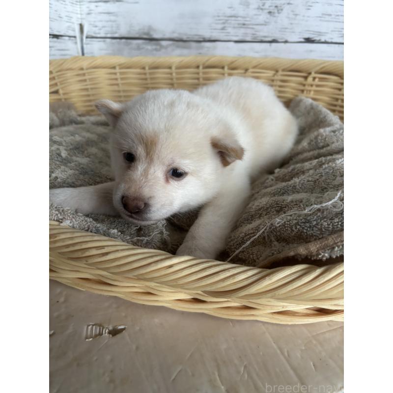 成約済の静岡県の豆柴-419660の2枚目