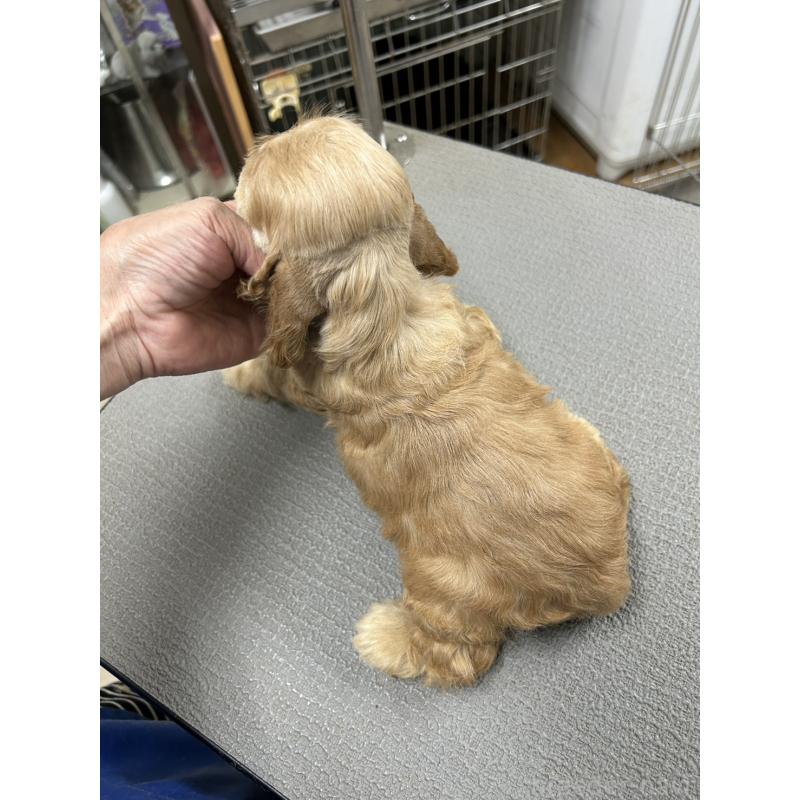 販売中の鹿児島県のアメリカンコッカースパニエル-421412の2枚目