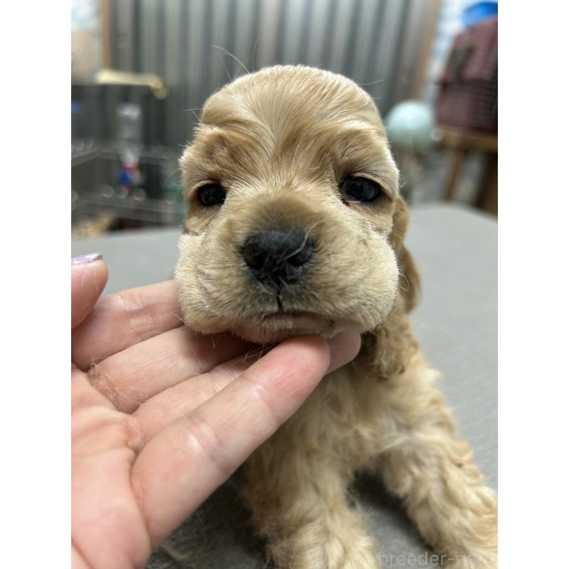 販売中の鹿児島県のアメリカンコッカースパニエル-421414の4枚目