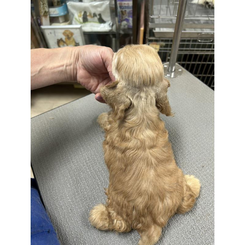販売中の鹿児島県のアメリカンコッカースパニエル-421414の2枚目