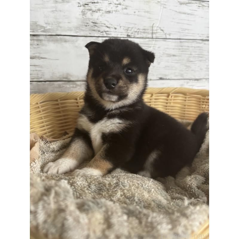 成約済の静岡県の豆柴-419657の6枚目