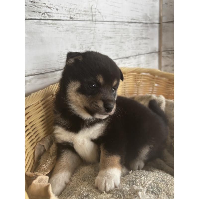 成約済の静岡県の豆柴-419657の5枚目