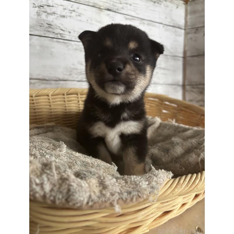 成約済の静岡県の豆柴-419657の4枚目