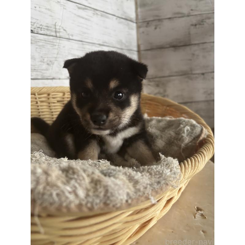 成約済の静岡県の豆柴-419657の3枚目