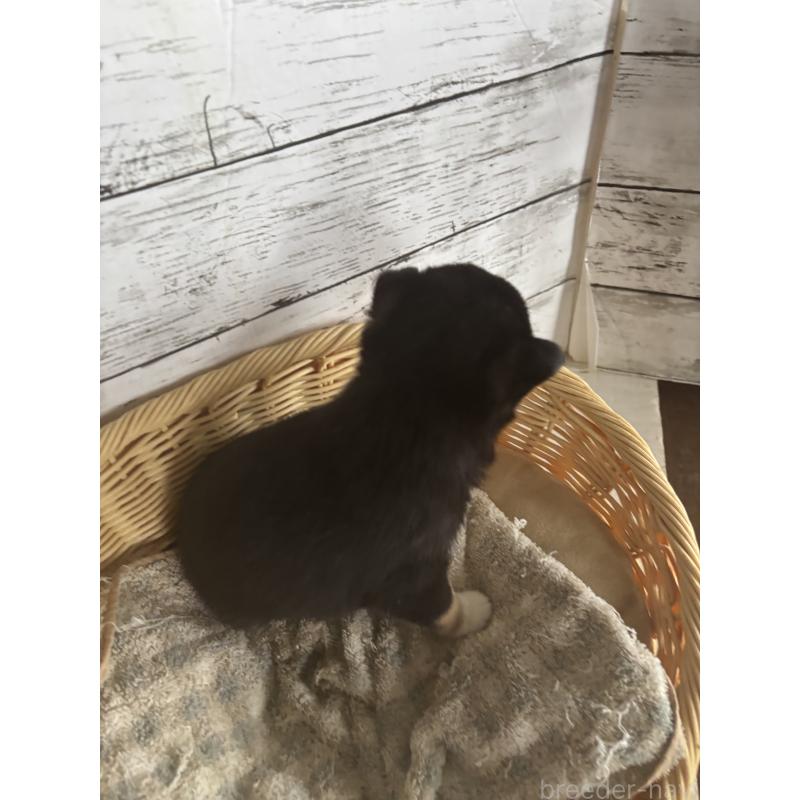 成約済の静岡県の豆柴-419657の2枚目