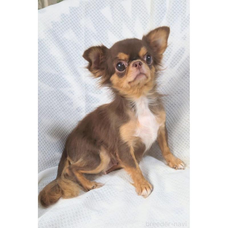 成約済の群馬県のチワワ(ロングコート)-421083の2枚目