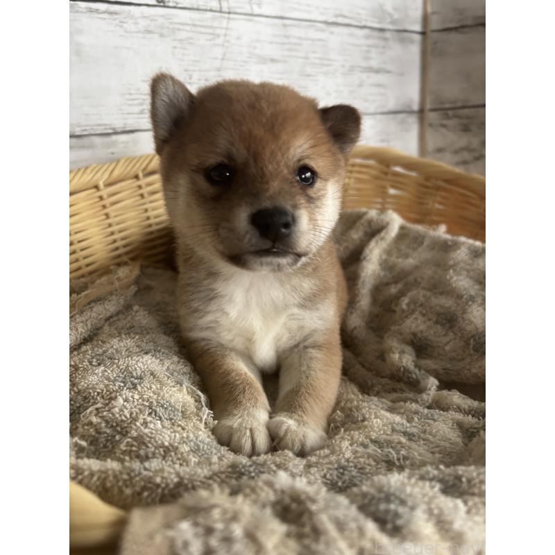 成約済の静岡県の豆柴-419652の6枚目