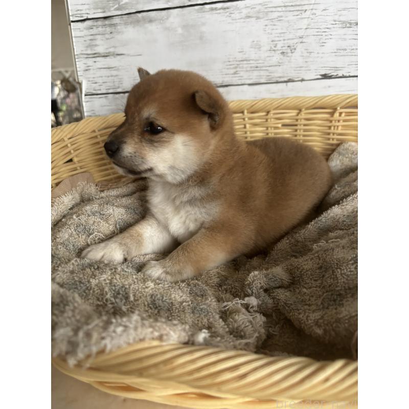 成約済の静岡県の豆柴-419652の5枚目