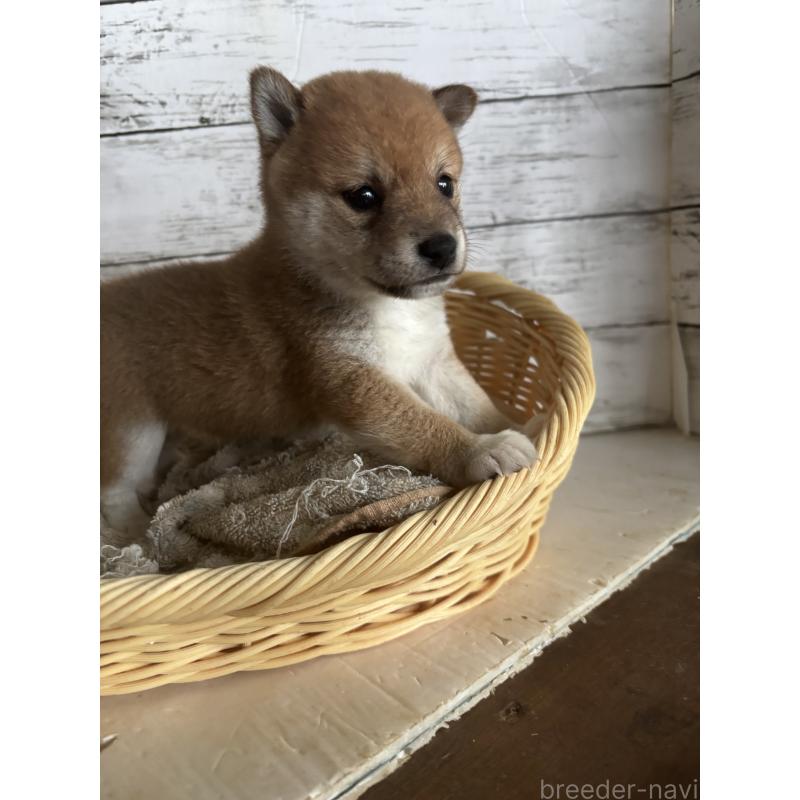 成約済の静岡県の豆柴-419652の4枚目