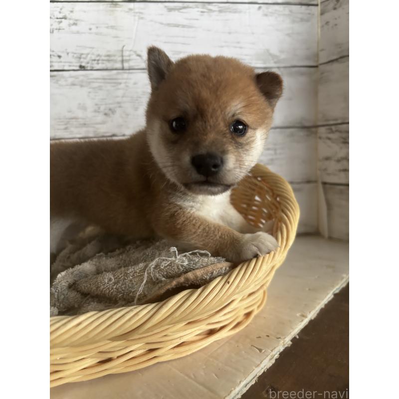 成約済の静岡県の豆柴-419652の3枚目