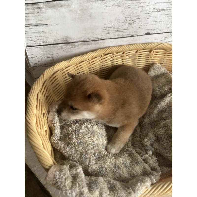 成約済の静岡県の豆柴-419652の2枚目