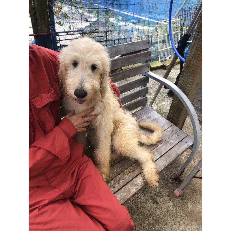 成約済の兵庫県のゴールデンドゥードル:ゴールデンレトリーバー×プードル-398931の9枚目
