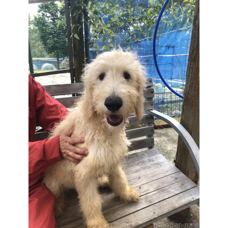成約済の兵庫県のゴールデンドゥードル:ゴールデンレトリーバー×プードル-398931の8枚目
