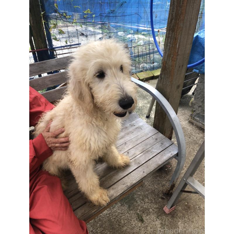 成約済の兵庫県のゴールデンドゥードル:ゴールデンレトリーバー×プードル-398931の7枚目