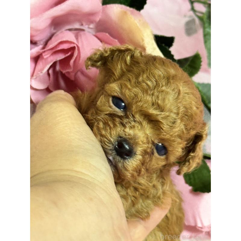 販売中の香川県のティーカッププードル-421415の5枚目