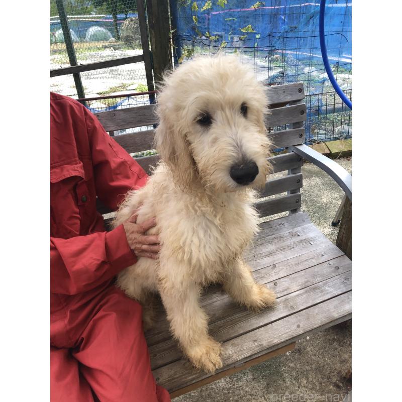 成約済の兵庫県のゴールデンドゥードル:ゴールデンレトリーバー×プードル-398931の6枚目