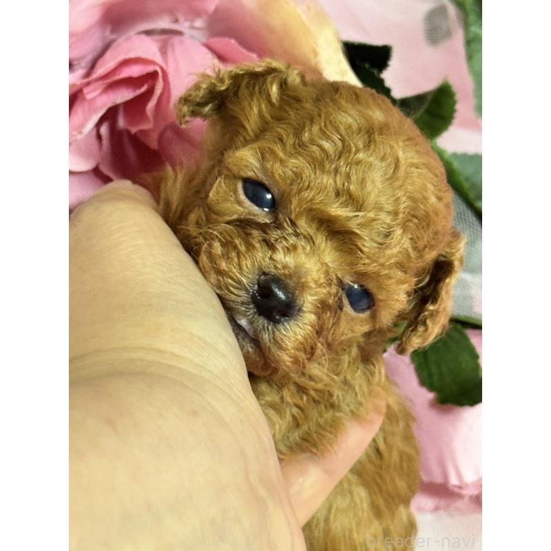 販売中の香川県のティーカッププードル-421415の4枚目