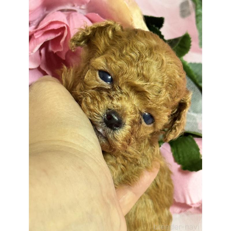 販売中の香川県のティーカッププードル-421415の3枚目