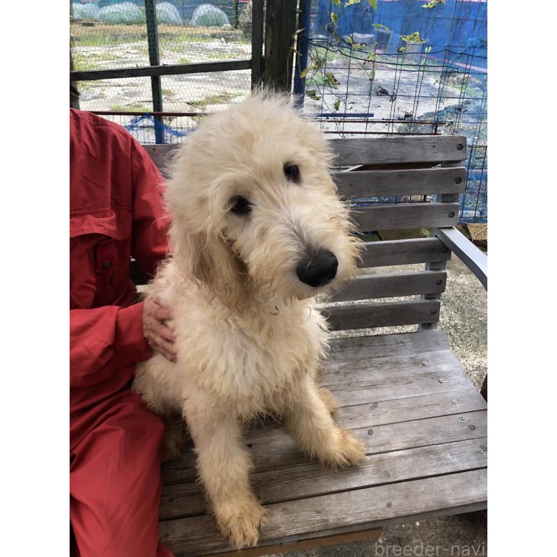 成約済の兵庫県のゴールデンドゥードル:ゴールデンレトリーバー×プードル-398931の5枚目