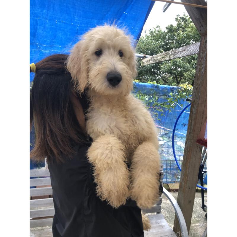 成約済の兵庫県のゴールデンドゥードル:ゴールデンレトリーバー×プードル-398931の4枚目