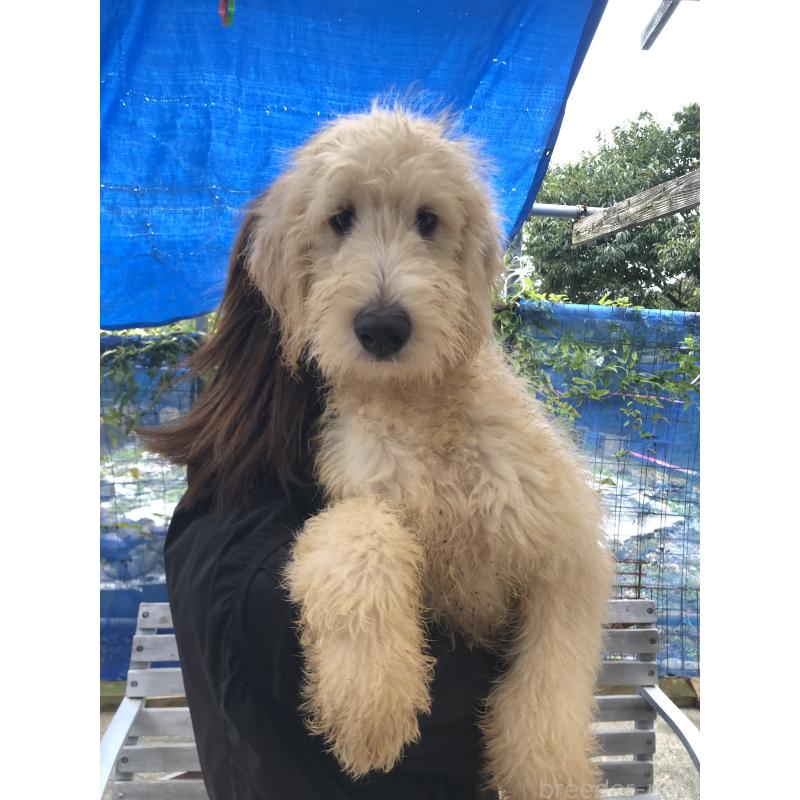 成約済の兵庫県のゴールデンドゥードル:ゴールデンレトリーバー×プードル-398931の3枚目