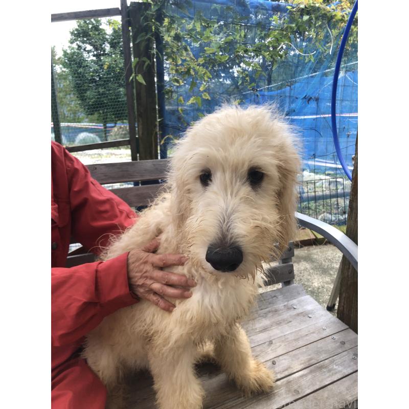成約済の兵庫県のゴールデンドゥードル:ゴールデンレトリーバー×プードル-398931の2枚目