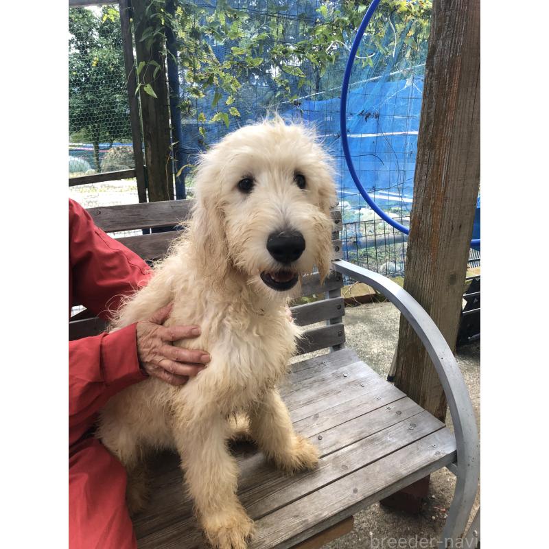 販売中の兵庫県のゴールデンドゥードル:ゴールデンレトリーバー×プードル-398931