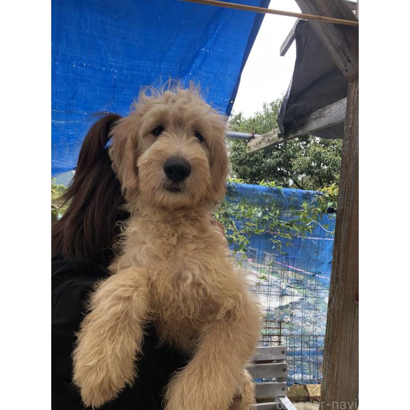 成約済の兵庫県のゴールデンドゥードル:ゴールデンレトリーバー×プードル-398923の7枚目