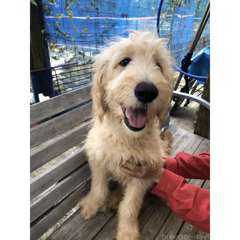 成約済の兵庫県のゴールデンドゥードル:ゴールデンレトリーバー×プードル-398923の6枚目