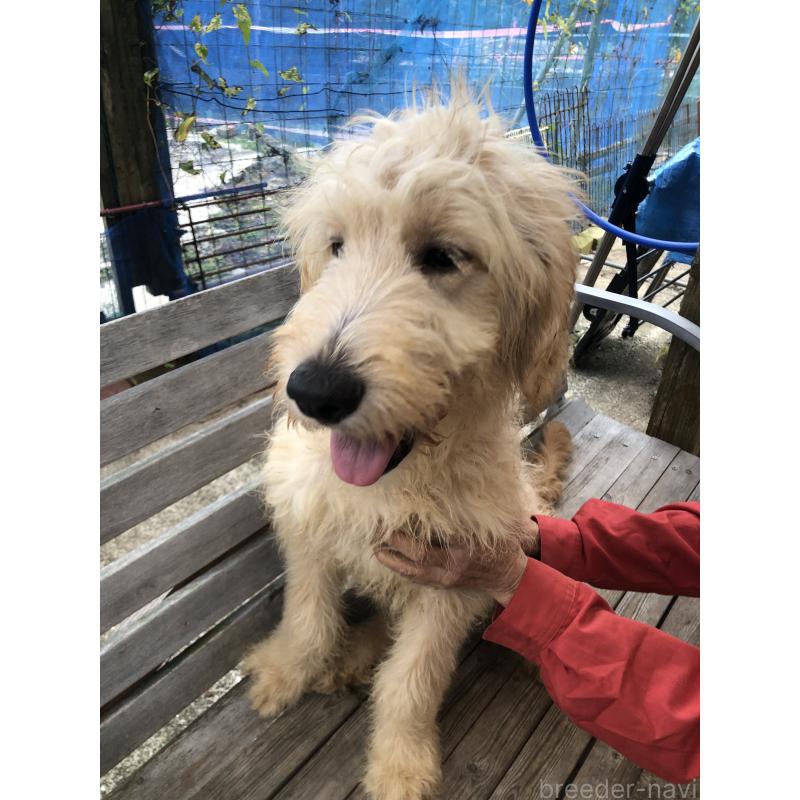 成約済の兵庫県のゴールデンドゥードル:ゴールデンレトリーバー×プードル-398923の5枚目