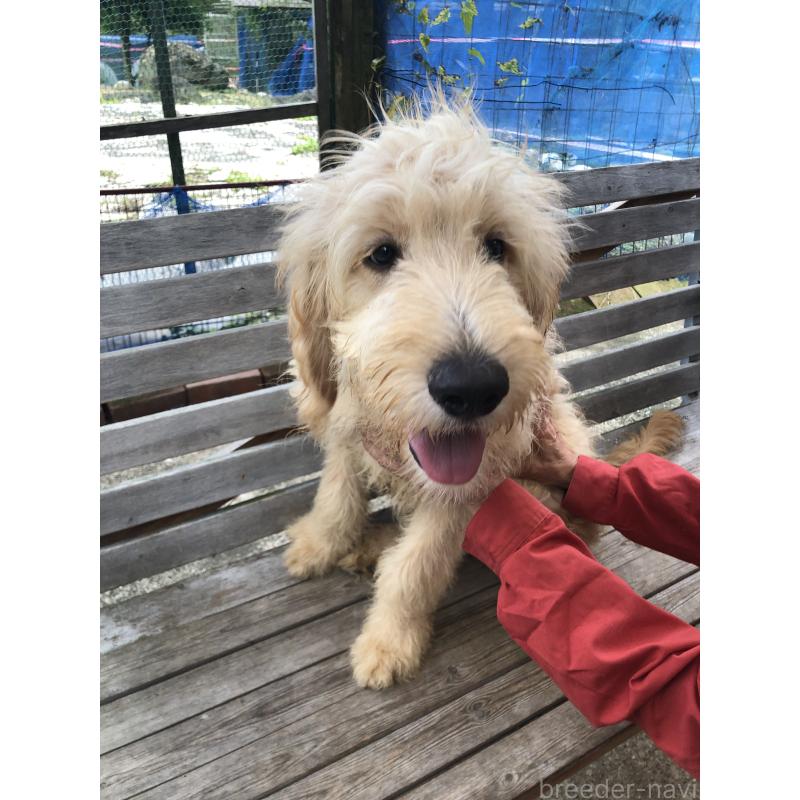 成約済の兵庫県のゴールデンドゥードル:ゴールデンレトリーバー×プードル-398923の4枚目