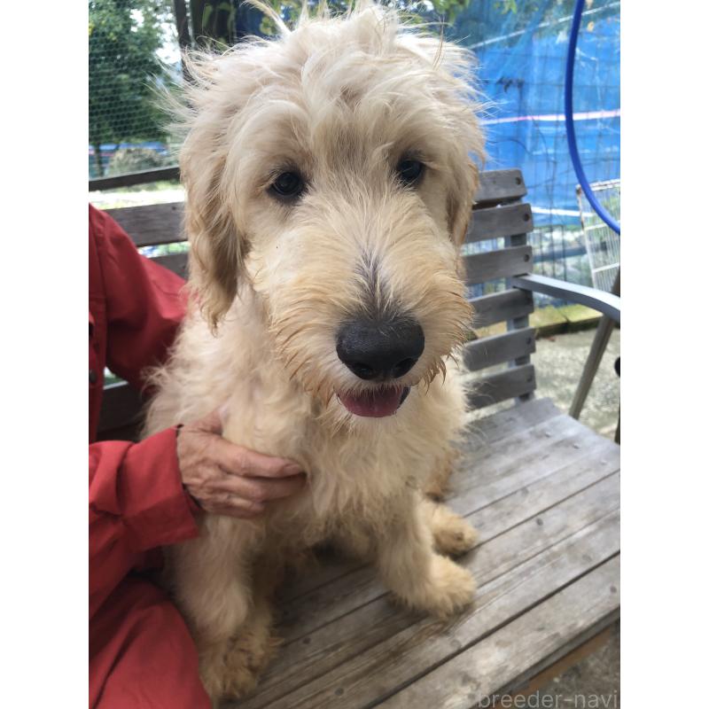 成約済の兵庫県のゴールデンドゥードル:ゴールデンレトリーバー×プードル-398923の3枚目