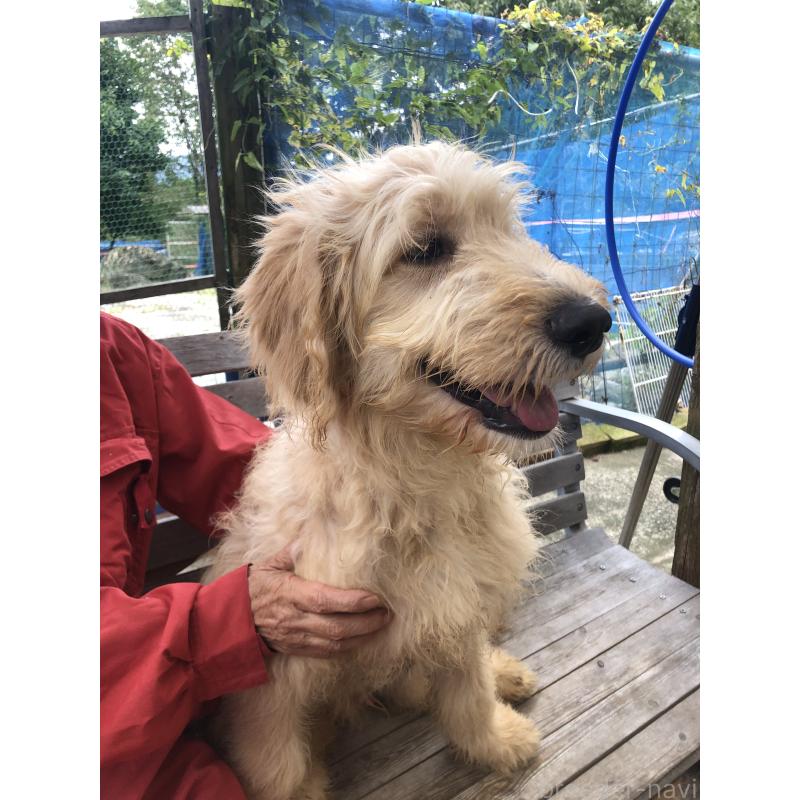 成約済の兵庫県のゴールデンドゥードル:ゴールデンレトリーバー×プードル-398923の2枚目